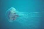 10 Incredible Lion's Mane Jellyfish Facts - A-Z Animals