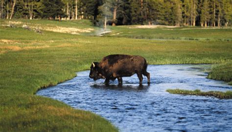 Preservation of American Buffalo - Original Log Cabin Homes