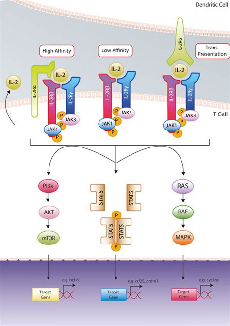 IL 2 Signaling Pathway