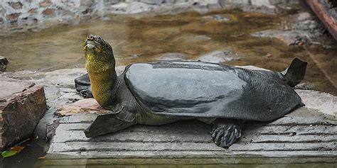 Artificial Insemination May Be Yangtze Giant Turtle’s Last Hope