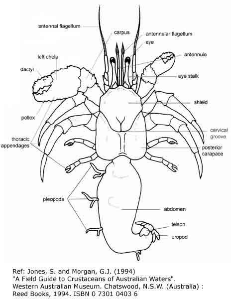 Anatomy of Land Hermit Crabs | Anatomy, Biology, Science nature