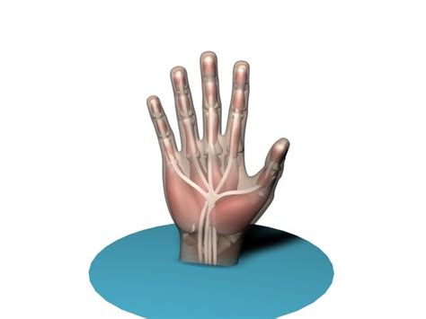 3d model hand anatomy