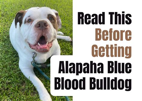 Consider These 14 Factors Before Purchasing an Alapaha Blue Blood ...