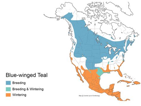 Blue-winged Teal | Types of Ducks & Geese