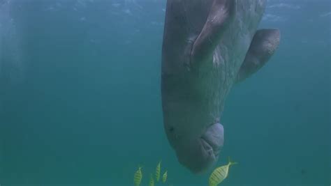 Rare and Endangered Dugong Feeding Stock Footage Video (100% Royalty-free) 1007333410 | Shutterstock