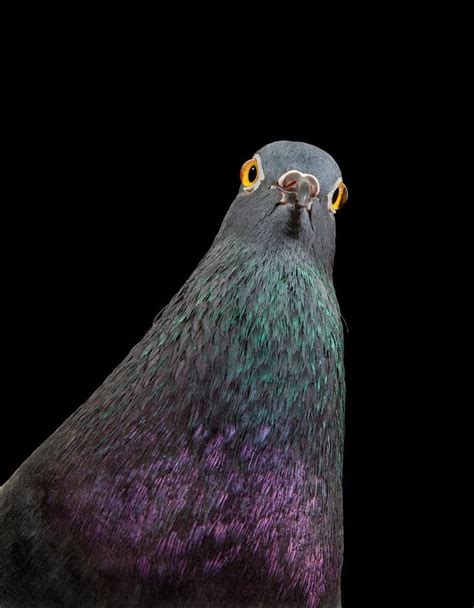 New York City's Pigeons Like You've Never Seen Them Before | Pigeon pictures, Pigeon, Pet birds