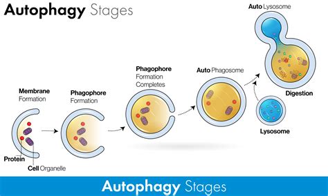 Autophagy Fasting: Benefits and How To - Dr. Robert Kiltz