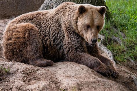 Brown bear Ursus arctos 21965899 Stock Photo at Vecteezy