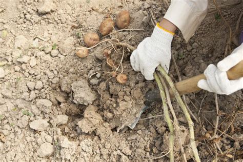 Potato Harvesting on a Farm Stock Image - Image of body, hand: 26563657