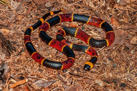 Eastern Coral Snake (Micrurus fulvius) - Harmony Animal Hospital