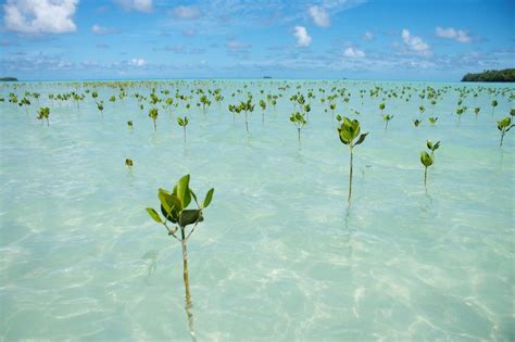 Mangrove as adaptation to climate change | Tuvalu island, South pacific islands, Places to see