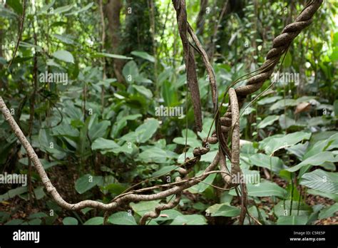 twisted vines and plant in tropical rainforest, kaeng krachan national park, thailand Stock ...