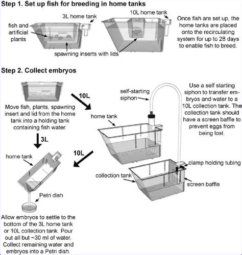 Outline of home tank breeding procedure. | Download Scientific Diagram