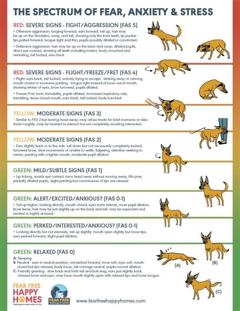 Dogs Displaying Aggression Behavior Modification | Calvert Dog Academy