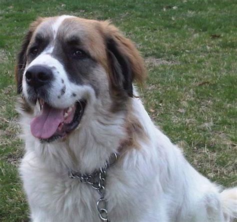 Saint Pyrenees Dog Breed Information and Pictures | St bernard mix ...