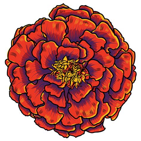 Marigold Flower Clipart | Free download on ClipArtMag