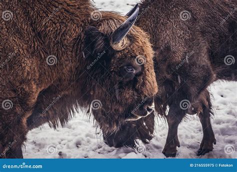 Wisent in Poland stock image. Image of national, region - 216555975