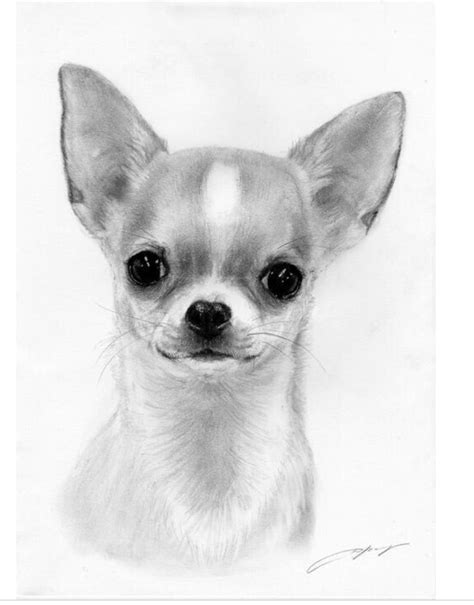 Pin by demy7 on Cute Dogs! | Chihuahua drawing, Chihuahua puppies, Chihuahua dogs