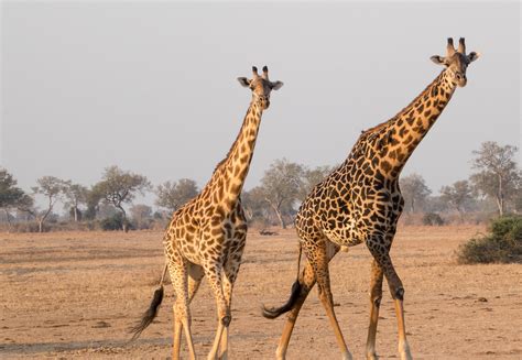 Zambia Giraffe - SunCovered