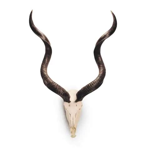 Greater Kudu Skull - Wildlife Etc LLC