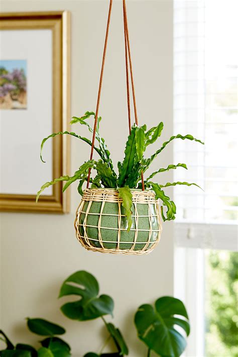 21 Best Hanging Indoor Plants to Maximize Vertical Space