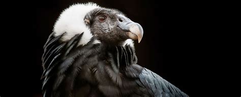 Andean Condor (Vultur gryphus) | Andean condor, Largest bird of prey, Rainforest