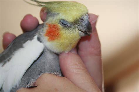 Dangerous Household Hazards for your Cockatiel - Cockatiels As Pets