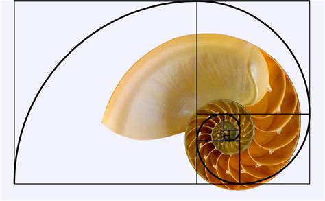 Kiwi Hellenist: The golden ratio