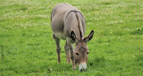 Why Do Donkeys Have a Cross on Their Back?