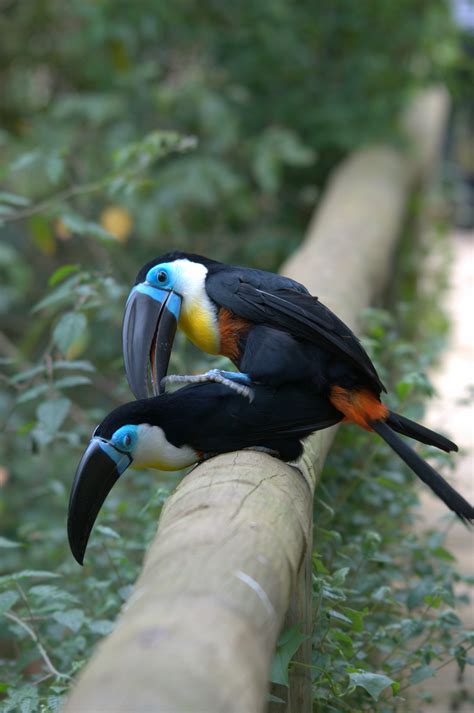 File:Ramphastos vitellinus -Birds of Eden, South Africa -mating-8a.jpg - Wikipedia, the free ...
