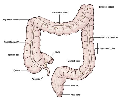 Large Intestine – Earth's Lab