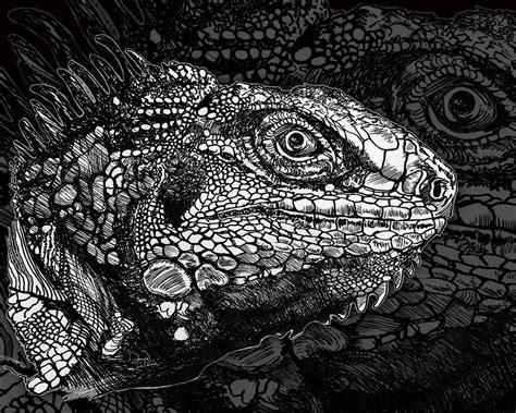 Lizard Profile Drawing by Doug LaRue