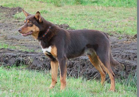 About Dog Australian Kelpie: Basics of Australian Kelpie Training