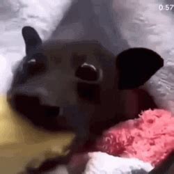 Charming Bat Eating Banana GIF | GIFDB.com