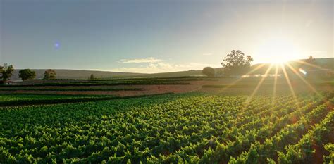 Namaqua Wine | South African Wine Makers, For South Africans