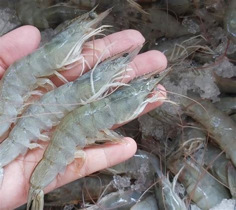 Udang Vaname Segar Fresh Vanamei Panami - Marketplace - Pusat Jual Beli Ikan