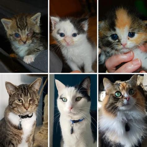 30 Owners Share Photos Of Their Cats Before And After Adoption And The ...