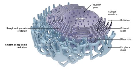 Endoplasmic Reticulum Function Animal Cell