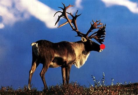 Caribou: Reindeer fact every one should know - Montana Hunting and Fishing Information