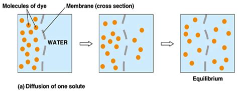Difusi, Difusi Terbantu, Dan Osmosis - JURNAL KU