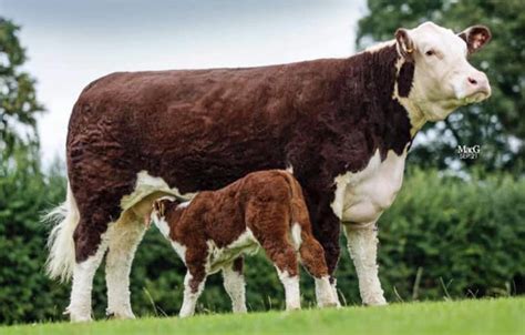 Pedigree herd of polled Hereford cattle going under the hammer in Shrewsbury - Farmers Guide