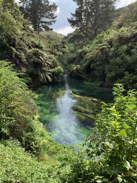 Fantastic walk along Blue Springs in Putaruru, New Zealand [OC] [1125×2436] : r/EarthPorn