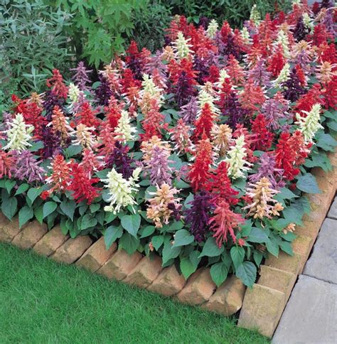 Salvia splendens 'Vista Mix' | Salvia | Kings Garden Center