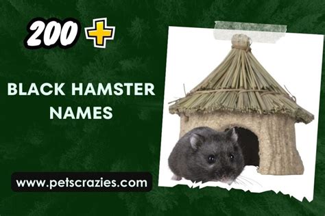 200+ Black Hamster Names (Unveil the Mystery)