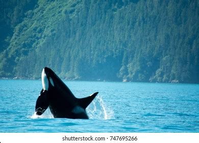 1,202 Orca Whale Breaching Images, Stock Photos & Vectors | Shutterstock