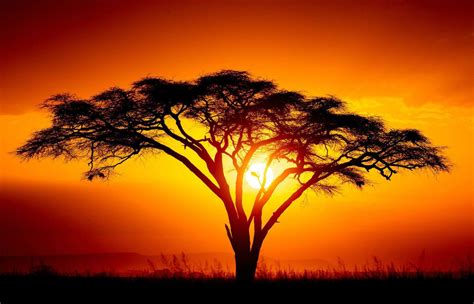 Framed Print - African Israeli Babool Tree At Sunset (Picture Serengeti ...