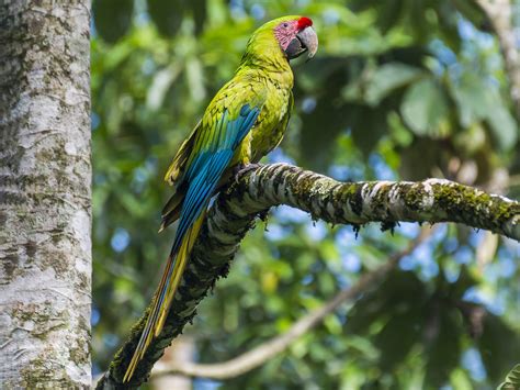 Great Green Macaw - eBird