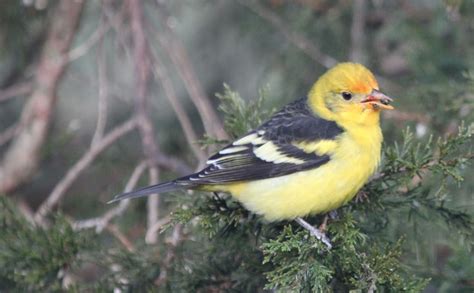 Western Tanager - FeederWatch