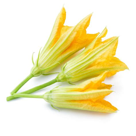 Courgette Flowers