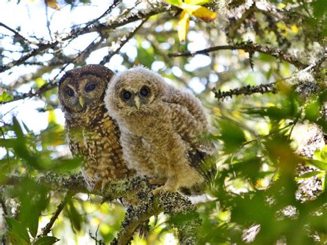 Marin Spotted Owls Buffered From Barred Owl Invasion (U.S. National ...